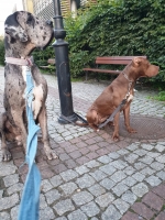 vom Trojangold, hodowla Owczarków Niemieckich Długowłosych