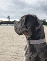 vom Trojangold, hodowla Owczarków Niemieckich Długowłosych