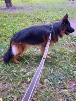 vom Trojangold, hodowla Owczarków Niemieckich Długowłosych