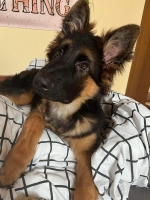 vom Trojangold, hodowla Owczarków Niemieckich Długowłosych