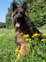 vom Trojangold, hodowla Owczarków Niemieckich Długowłosych