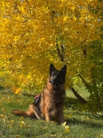 vom Trojangold, hodowla Owczarków Niemieckich Długowłosych