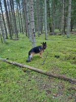 vom Trojangold, hodowla Owczarków Niemieckich Długowłosych