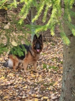 vom Trojangold, hodowla Owczarków Niemieckich Długowłosych