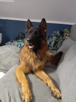 vom Trojangold, hodowla Owczarków Niemieckich Długowłosych