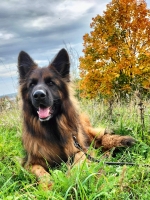 vom Trojangold, hodowla Owczarków Niemieckich Długowłosych