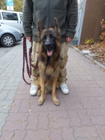 vom Trojangold, hodowla Owczarków Niemieckich Długowłosych