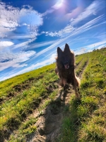 vom Trojangold, hodowla Owczarków Niemieckich Długowłosych