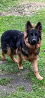 vom Trojangold, hodowla Owczarków Niemieckich Długowłosych