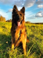 vom Trojangold, hodowla Owczarków Niemieckich Długowłosych