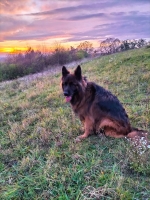 vom Trojangold, hodowla Owczarków Niemieckich Długowłosych