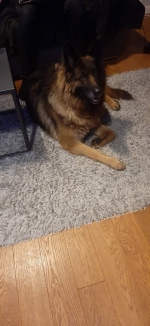 vom Trojangold, hodowla Owczarków Niemieckich Długowłosych