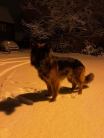 vom Trojangold, hodowla Owczarków Niemieckich Długowłosych