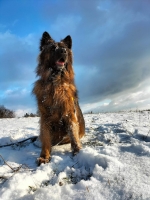 vom Trojangold, hodowla Owczarków Niemieckich Długowłosych