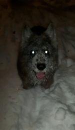 vom Trojangold, hodowla Owczarków Niemieckich Długowłosych