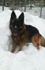 vom Trojangold, hodowla Owczarków Niemieckich Długowłosych