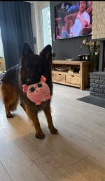 vom Trojangold, hodowla Owczarków Niemieckich Długowłosych