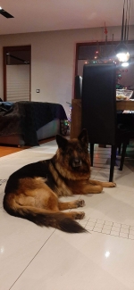 vom Trojangold, hodowla Owczarków Niemieckich Długowłosych