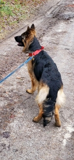 vom Trojangold, hodowla Owczarków Niemieckich Długowłosych