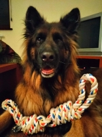 vom Trojangold, hodowla Owczarków Niemieckich Długowłosych