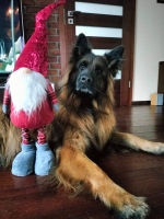 vom Trojangold, hodowla Owczarków Niemieckich Długowłosych