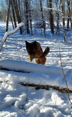 vom Trojangold, hodowla Owczarków Niemieckich Długowłosych