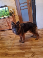 vom Trojangold, hodowla Owczarków Niemieckich Długowłosych