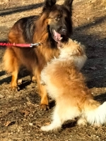 vom Trojangold, hodowla Owczarków Niemieckich Długowłosych