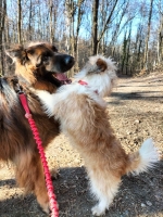 vom Trojangold, hodowla Owczarków Niemieckich Długowłosych