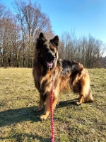 vom Trojangold, hodowla Owczarków Niemieckich Długowłosych