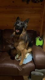 vom Trojangold, hodowla Owczarków Niemieckich Długowłosych