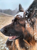 vom Trojangold, hodowla Owczarków Niemieckich Długowłosych