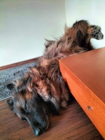 vom Trojangold, hodowla Owczarków Niemieckich Długowłosych