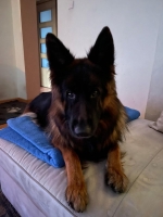 vom Trojangold, hodowla Owczarków Niemieckich Długowłosych