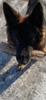 vom Trojangold, hodowla Owczarków Niemieckich Długowłosych