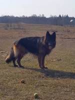 vom Trojangold, hodowla Owczarków Niemieckich Długowłosych