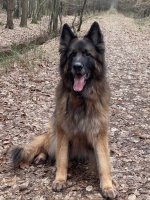 vom Trojangold, hodowla Owczarków Niemieckich Długowłosych