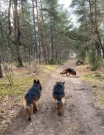 vom Trojangold, hodowla Owczarków Niemieckich Długowłosych