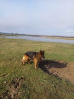 vom Trojangold, hodowla Owczarków Niemieckich Długowłosych