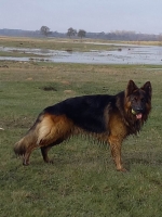 vom Trojangold, hodowla Owczarków Niemieckich Długowłosych