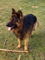 vom Trojangold, hodowla Owczarków Niemieckich Długowłosych