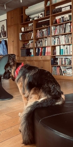 vom Trojangold, hodowla Owczarków Niemieckich Długowłosych