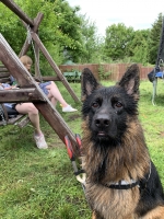 vom Trojangold, hodowla Owczarków Niemieckich Długowłosych