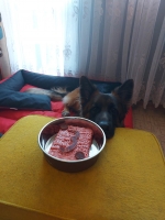 vom Trojangold, hodowla Owczarków Niemieckich Długowłosych