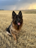 vom Trojangold, hodowla Owczarków Niemieckich Długowłosych