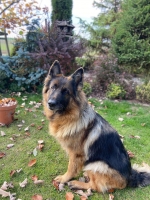 vom Trojangold, hodowla Owczarków Niemieckich Długowłosych