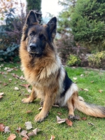 vom Trojangold, hodowla Owczarków Niemieckich Długowłosych