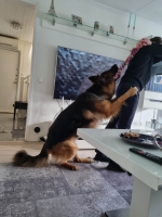 vom Trojangold, hodowla Owczarków Niemieckich Długowłosych