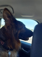 vom Trojangold, hodowla Owczarków Niemieckich Długowłosych