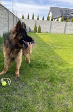 vom Trojangold, hodowla Owczarków Niemieckich Długowłosych